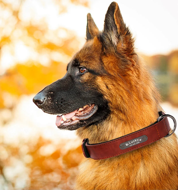 Personalized Dog Collar for Large Dogs Tag