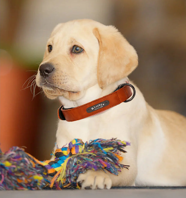 Personalized Dog Collar for Large Dogs Tag