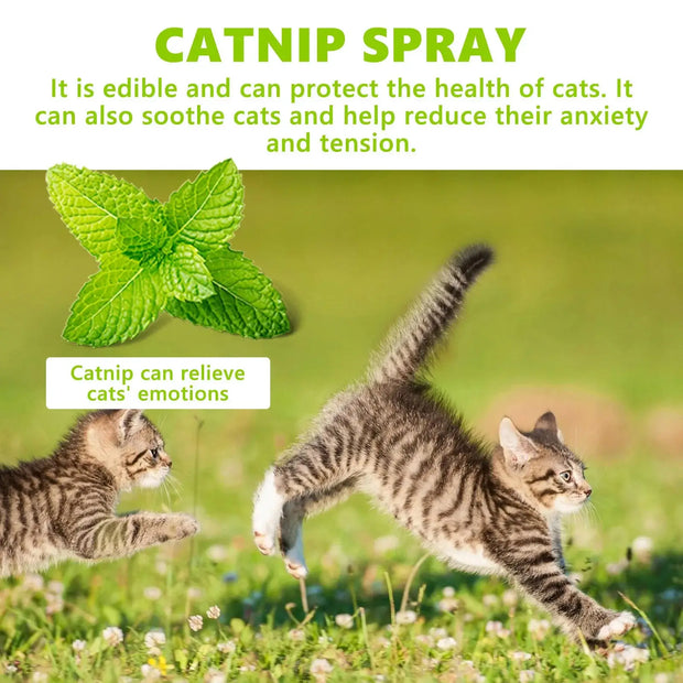 Cats Catnip Spray Relieve Stress Dogs wellness