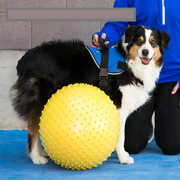 Pet Agility Equipment Pet wellness Special Capsules Peanut Balls